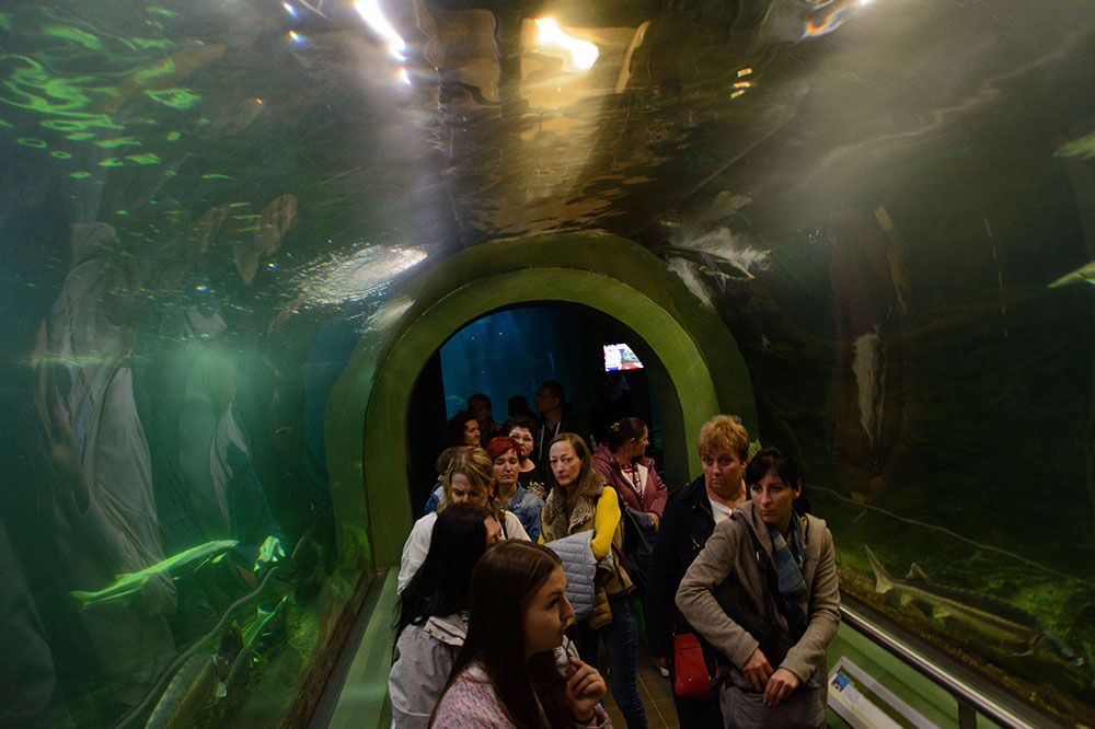 Employees standing in a aquarium tunnel